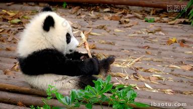 熊猫成都野生动物树